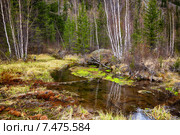 Swampy stream in Altay Taiga. Стоковое фото, фотограф Сергей Пристяжнюк (Serg Zastavkin) / Фотобанк Лори