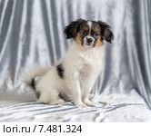 Портрет щенка фалена. Стоковое фото, фотограф Сергей Лаврентьев / Фотобанк Лори