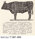 Сортировка мясной туши. Малая советская  энциклопедия, 1930 год. Стоковая иллюстрация, иллюстратор Макаров Алексей / Фотобанк Лори