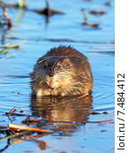 Ондатра, или мускусная крыса (лат. Ondatra zibethicus) сидит в воде при вечернем освещении. Стоковое фото, фотограф Григорий Писоцкий / Фотобанк Лори