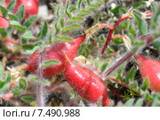 Астрагал пузырчатый, или Астрагал вздутый (лат. Astragalus physodes), макро. Стоковое фото, фотограф Игорь Архипов / Фотобанк Лори