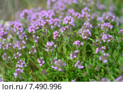 Тимьян маркотхский, или чабрец (лат. Thymus markhotensis Maleev), куст, фон. Стоковое фото, фотограф Игорь Архипов / Фотобанк Лори
