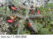 Астрагал пузырчатый, или Астрагал вздутый (лат. Astragalus physodes) Стоковое фото, фотограф Игорь Архипов / Фотобанк Лори