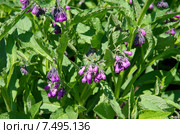 Окопник лекарственный (лат. Symphytum officinale) Стоковое фото, фотограф Елена Коромыслова / Фотобанк Лори