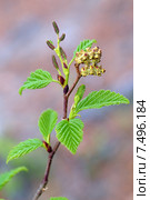 Ольха серая или Ольха белая, или Елоха (Alnus incana). Весна, ветка растения крупным планом. Стоковое фото, фотограф Григорий Писоцкий / Фотобанк Лори