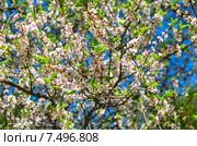 Цветущая войлочная вишня (лат. Prunus tomentosa, реже  Cerasus tomentosa). Москва, Аптекарский огород (филиал ботанического сада МГУ) Стоковое фото, фотограф Сергей Рыбин / Фотобанк Лори