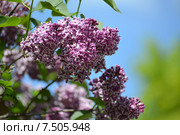Ветка цветущей сирени (Syringa  L.) сорта Сенсация (Sensation) на фоне неба. Стоковое фото, фотограф Ирина Борсученко / Фотобанк Лори