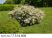 Цветущая Спирея серая Grefsheim (лат. Spiraea cinerea) Стоковое фото, фотограф Елена Коромыслова / Фотобанк Лори