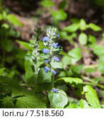 Живучка ползучая (Ajuga reptans) Стоковое фото, фотограф Алёшина Оксана / Фотобанк Лори