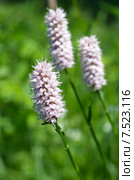 Горец змеиный, раковые шейки (Polygonum bistorta L.) Стоковое фото, фотограф Елена Коромыслова / Фотобанк Лори
