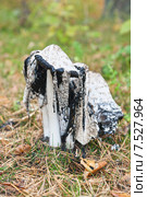 Гриб навозник (Coprinus comatus) Стоковое фото, фотограф Юлия Бабкина / Фотобанк Лори