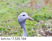Африканская красавка (Anthropoides paradiseus) (2014 год). Редакционное фото, фотограф Светлана Зотеева / Фотобанк Лори