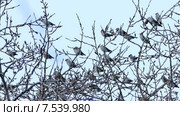 Свиристели (Bombycilla Garrulus) в зимний день. Стоковое видео, видеограф Павел С. / Фотобанк Лори