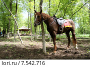 Лошади на лесной опушке отдыхают после казачьего перехода. Стоковое фото, фотограф A Челмодеев / Фотобанк Лори