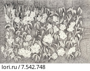 Барвинок. Рисунок графитовым карандашом. Стоковая иллюстрация, иллюстратор Olga Nikolaeva / Фотобанк Лори