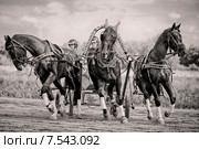 Тройка Рыбакова с коренником Локон (2014 год). Редакционное фото, фотограф Julia Shepeleva / Фотобанк Лори