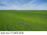 Колхозное поле. Стоковое фото, фотограф Аркадий Рыпин / Фотобанк Лори