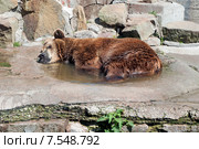 Бурый медведь лежит в воде в жаркий летний полдень. Стоковое фото, фотограф Svet / Фотобанк Лори