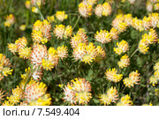 Язвенник обыкновенный (Anthyllis vulneraria) Стоковое фото, фотограф Ирина Яровая / Фотобанк Лори