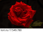 Красная роза в каплях дождя на темном фоне. Стоковое фото, фотограф Александр Степанов / Фотобанк Лори