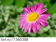 Пиретрум розовый, или Персидская ромашка (лат. Pyrethrum roseum) Стоковое фото, фотограф Елена Коромыслова / Фотобанк Лори
