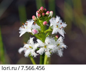 Вахта трёхлистная (Menyanthes trifoliata). Цветы и бутоны растения. Стоковое фото, фотограф Григорий Писоцкий / Фотобанк Лори