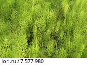 Хвощ полевой, или Хвощ обыкновенный, или Толкачик (лат. Equisetum arvense) Стоковое фото, фотограф Григорий Писоцкий / Фотобанк Лори