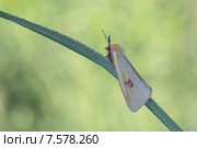 Бабочка медведица луговая. Butterfly. Стоковое фото, фотограф Игорь Семенов / Фотобанк Лори