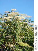 Бузина черная, цветение (Caprifoliaceae) Стоковое фото, фотограф Svet / Фотобанк Лори