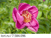 Розовый цветок  пиона (лат. Paeonia) Стоковое фото, фотограф Svet / Фотобанк Лори