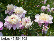 Розовые сортовые пионы (лат. Paeonia) Стоковое фото, фотограф Svet / Фотобанк Лори
