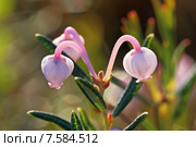Подбел многолистный — Andromeda polifolia L. Цветение растения на Ямале. Стоковое фото, фотограф Григорий Писоцкий / Фотобанк Лори