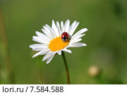 Божья коровка на ромашке. Стоковое фото, фотограф Яна Королёва / Фотобанк Лори