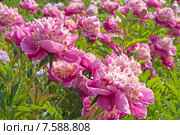 Розовые сортовые пионы (лат. Paeonia) Стоковое фото, фотограф Svet / Фотобанк Лори