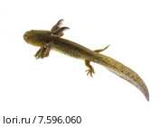 Аксолотль тигровой амбистомы (Ambystoma tigrinum).   Вид сбоку. Стоковое фото, фотограф Ирина Кожемякина / Фотобанк Лори