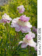 Розовый красивый сортовой пион (лат. Paeonia) Стоковое фото, фотограф Svet / Фотобанк Лори