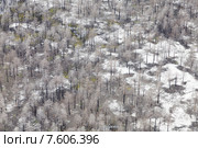 Горелый лес после низового пожара, вид сверху. Стоковое фото, фотограф Владимир Мельников / Фотобанк Лори
