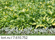 Хоста (лат. Hosta), или Функия (лат. Funkia) Стоковое фото, фотограф Елена Коромыслова / Фотобанк Лори