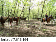 Лошади отдыхают после казачьего перехода (2015 год). Редакционное фото, фотограф A Челмодеев / Фотобанк Лори