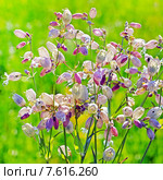 Смолёвка обыкновенная, или хлопушка (Silene vulgaris) Стоковое фото, фотограф Евгений Мухортов / Фотобанк Лори