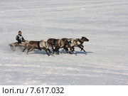 Гонки на оленьих упряжках в День оленевода в Салехарде (2013 год). Редакционное фото, фотограф Елена Боброва / Фотобанк Лори