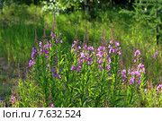 Иван-чай узколистный (лат. Chamerion angustifolium), или Кипрей узколистный (лат. Epilobium angustifolium). Цветение растения на Ямале. Стоковое фото, фотограф Григорий Писоцкий / Фотобанк Лори