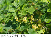 Белая смородина (лат. Ribes niveum) Стоковое фото, фотограф Елена Коромыслова / Фотобанк Лори