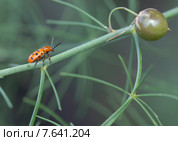 Жук листоед Трещалка спаржевая (Chrysomelidae) Стоковое фото, фотограф Галина Савина / Фотобанк Лори