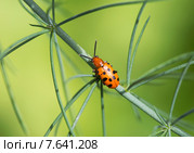 Жук листоед Трещалка спаржевая (Chrysomelidae) Стоковое фото, фотограф Галина Савина / Фотобанк Лори