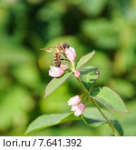 Пчела собирает нектар на цветке снежноягодника белого (Symphoricarpos albus) Стоковое фото, фотограф Алёшина Оксана / Фотобанк Лори
