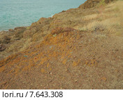 Берег озера Балхаш. Стоковое фото, фотограф Иванова Анастасия / Фотобанк Лори