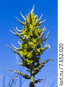 Closeup of Puya chilensis. Стоковое фото, фотограф Яков Филимонов / Фотобанк Лори