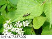 Странгалия или лептура четырехполосая (Strangalia, Leptura quadrifasciata) на листке молодой берёзы (2015 год). Редакционное фото, фотограф Алёшина Оксана / Фотобанк Лори