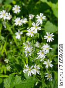 Звездчатка лесная, или дубравная (лат. Stellaria nemorum) Стоковое фото, фотограф Елена Коромыслова / Фотобанк Лори